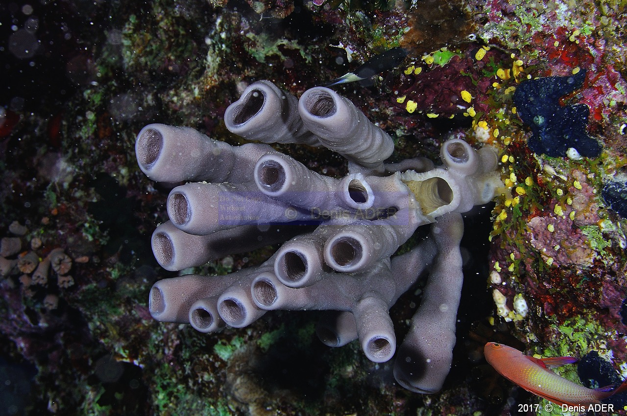 Siphonochalina-siphonella Eponge tubulaire-Safaga Tobia harba-10m-20171121-Denis-ADER-DSC_3298_tn.jpg